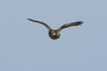 Eurasian sparrowhawk (Accipiter nisus)
