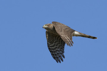 Eurasian sparrowhawk (Accipiter nisus)