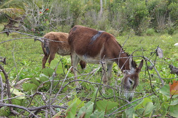 Zwei Esel grasen auf der Wiese