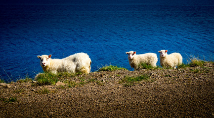 icelandic landscape with sheep