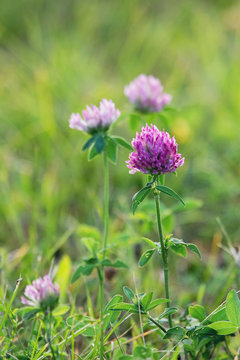 Red clover (Trifolium pratense)