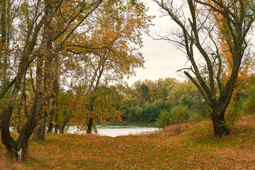 beautiful autumn landscape, yellow leaves in forest