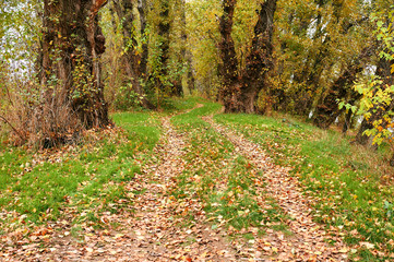 beautiful autumn landscape, yellow leaves and ground road in forest