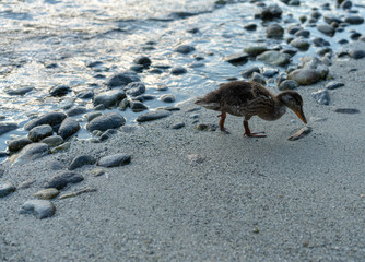 A duckling on the shore of the lake Maggiore