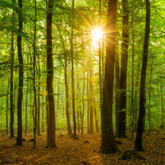 Fototapeta na wymiar Beech Tree Forest, the sun is shining through the leaves