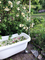 Fototapeta na wymiar Outdoor bathroom with a wall of roses (Honey Rose). Vintage bathtub in Sweden.