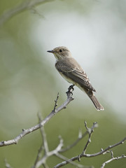 Spotted flycatcher (Muscicapa striata)