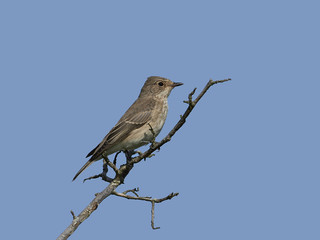 Spotted flycatcher (Muscicapa striata)