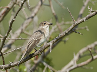 Spotted flycatcher (Muscicapa striata)