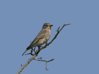 Spotted flycatcher (Muscicapa striata)