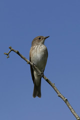 Spotted flycatcher (Muscicapa striata)