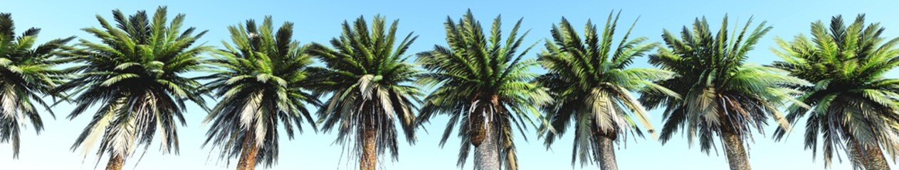 Fototapeta na wymiar palms in a row against the sky. 