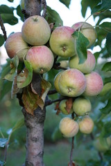 A bunch of unripe apples