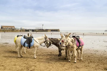 Papier Peint photo autocollant Âne Petit groupe d& 39 ânes dans une station balnéaire de sable au Royaume-Uni.