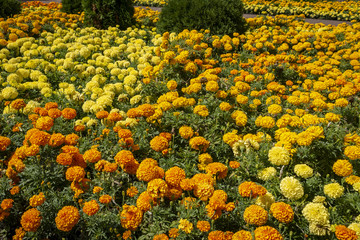 Luxurious flower bed of yellow and orange Marigold flowers (Tagetes erecta, Mexican, Aztec or African marigold). Sunny day. Natural light.