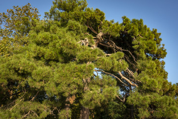 One of the older Pitsunda pine 'Pinus brutia pityusa' on the embankment of spa town Gelendzhik. 