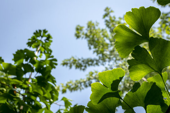 Brightly green carved leaves of Ginkgo biloba close-up against a background of blurry foliage. The natural light of the sunny day. The blue cloudless sky.