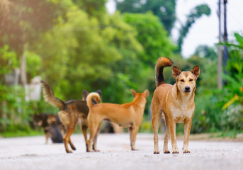Dog brown color,Look ahead and standing
