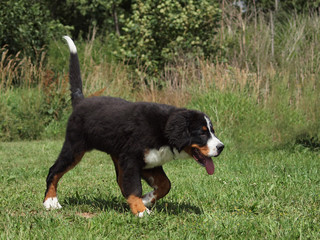 Berner Sennenhund