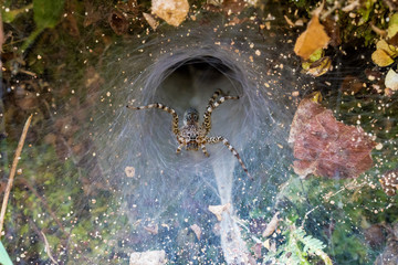 Kambodscha - Angkor - Spinne in Preah Khan