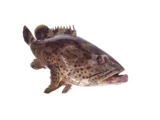 Grouper fish swimming on white background 