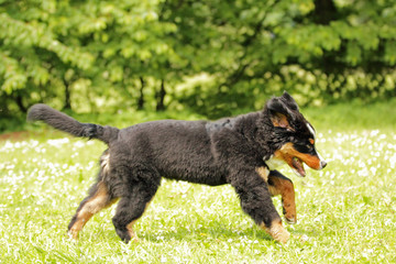 Berner Sennenhund