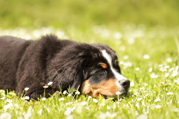 Fototapeta premium Berner Sennenhund
