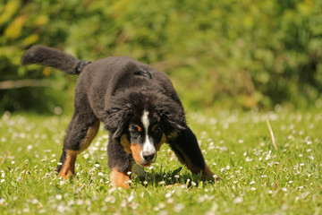 Berner Sennenhund