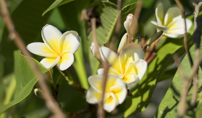 white and yellow flowers