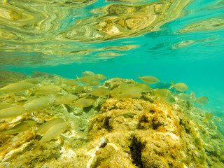 Underwater view of fish shoal