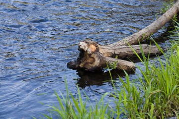 A wooden snag lying on the water in the river