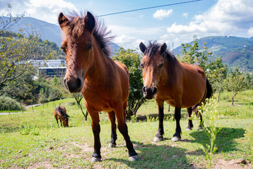 Caballos en naturaleza