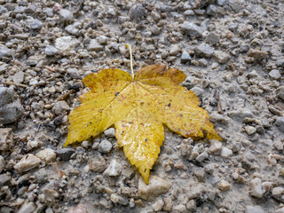 Herbstblatt nach einem Regenschauer