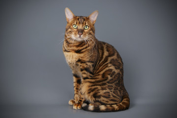 Bengal cat on colored backgrounds