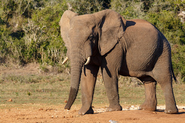 Fototapeta na wymiar Elephant standing proud at the watering hole
