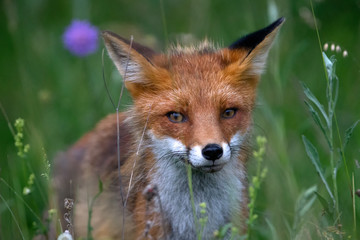 Red fox portrait