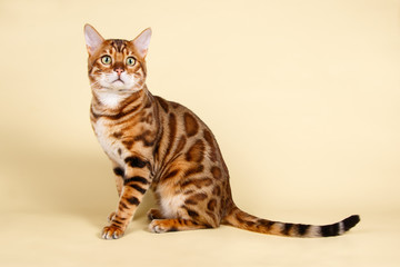 Bengal cat on colored backgrounds