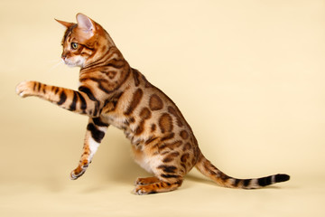 Bengal cat on colored backgrounds