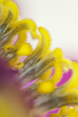 Fototapeta na wymiar interno di un fiore