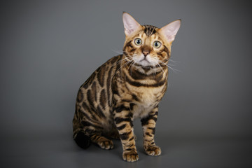 Fototapeta na wymiar Bengal cat on colored backgrounds