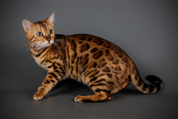 Bengal cat on colored backgrounds
