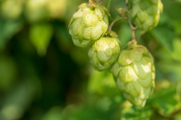 Hopfen