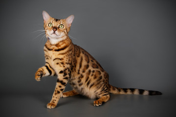 Bengal cat on colored backgrounds