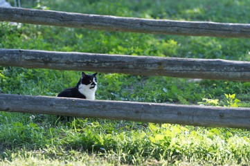 black and white farm cat