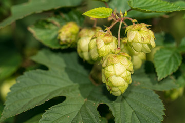 Hopfen