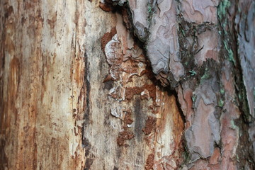 Old dry pine tree background