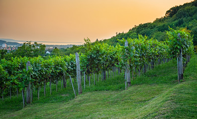 Nice vineyard in Hungary at lake Balaton