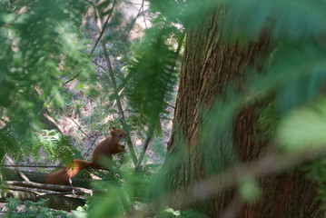 Squirrel on the tree