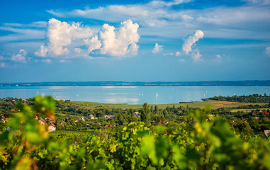 Nice vineyard in Hungary at lake Balaton
