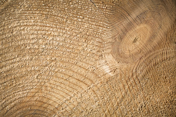 Fototapeta premium Cut tree log. Close up of wood texture background
